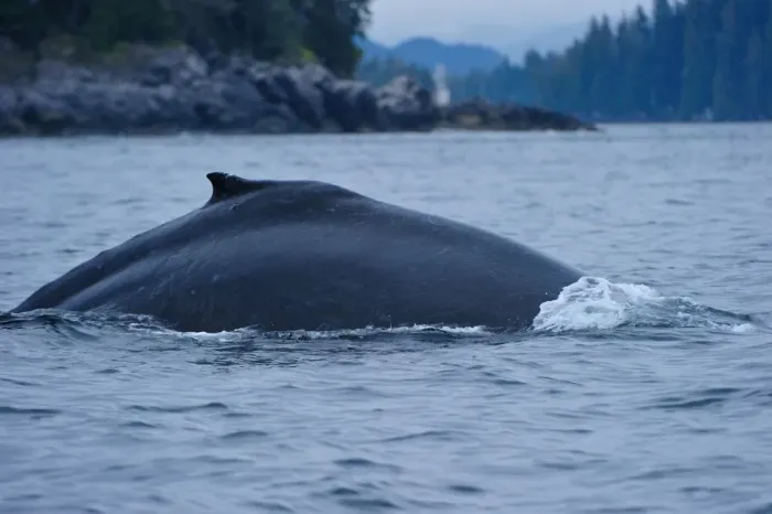 Framed Print : Humpback whale dives in the Pacific, Great Bear Rainforest, British Columbia, Canada, North America Framed Print : Humpback whale dives in the Pacific, Great Bear Rainforest, British Columbia, Canada, North America