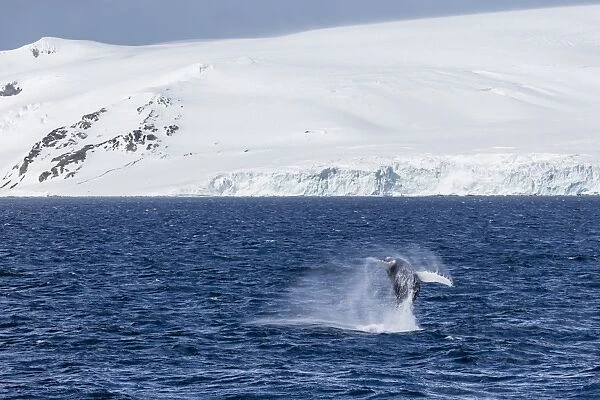 Humpback whale (Megaptera novaeangliae) breaching, Gerlache Strait, Antarctica, Polar Regions