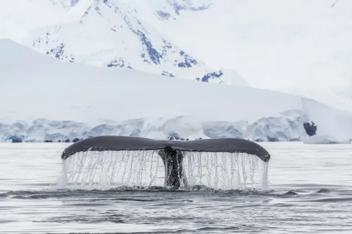 Framed Print : Humpback whale (Megaptera novaeangliae), flukes-up dive in the Enterprise Islands, Antarctica, Polar Regions Framed Print : Humpback whale (Megaptera novaeangliae), flukes-up dive in the Enterprise Islands, Antarctica, Polar Regions