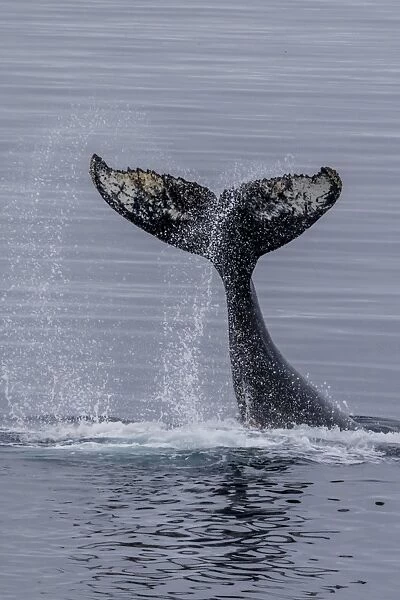 Humpback whale (Megaptera novaeangliae) surface display, tail throw, Useful Island