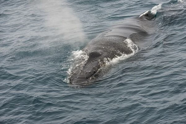Humpback whale (Megaptera novaeangliae), South Sandwich Islands, Antarctica, Polar