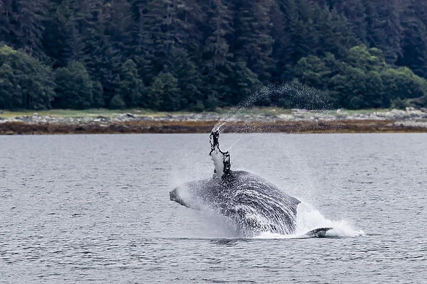 Humpback whale (Megaptera novaeangliae) breaching near the Glass Peninsula, southeast Alaska