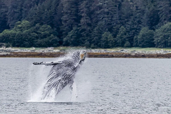 Humpback whale, Megaptera novaeangliae, breaching near the Glass Peninsula, southeast Alaska, USA