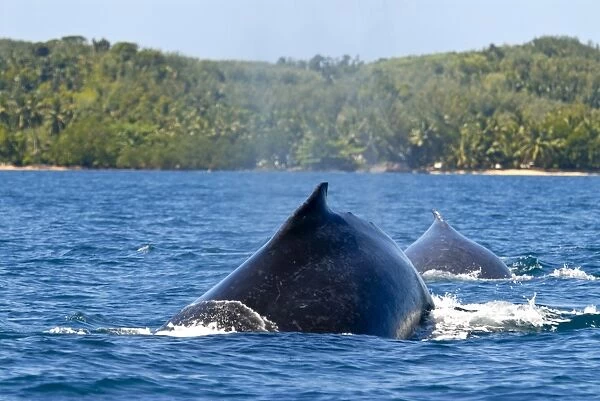 Humpback whale (Megaptera novaeangliae), Ile Sainte Marie, Madagascar, Indian Ocean