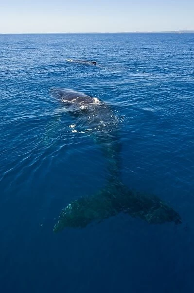 Humpback whale (Megaptera novaeangliae) in Harvey Bay, Queensland, Australia, Pacific