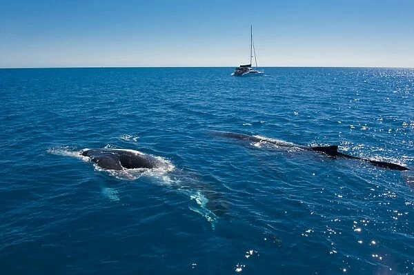 Humpback whale (Megaptera novaeangliae) watching in Harvey Bay, Queensland, Australia, Pacific