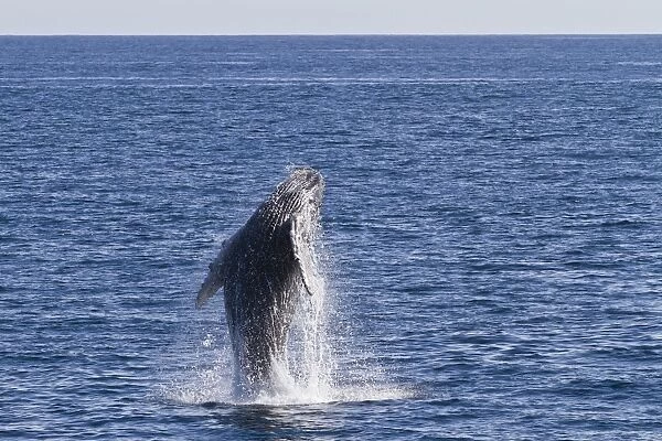 Humpback whale (Megaptera novaeangliae) calf breach, Gulf of California (Sea of Cortez), Baja California Sur, Mexico, North America