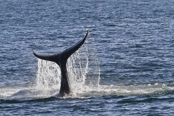 Humpback whale (Megaptera novaeangliae) tail slap, Gulf of California (Sea of Cortez), Baja California Sur, Mexico, North America