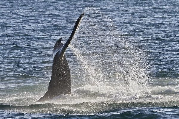 Humpback whale (Megaptera novaeangliae) tail slap, Gulf of California (Sea of Cortez), Baja California Sur, Mexico, North America