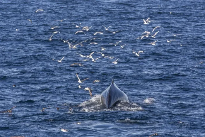 Framed Print : Humpback whale (Megaptera novaeangliae), Vikingbukta, Northeast Greenland, Polar Regions Framed Print : Humpback whale (Megaptera novaeangliae), Vikingbukta, Northeast Greenland, Polar Regions