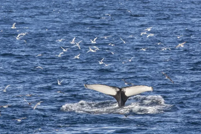 Framed Print : Humpback whale (Megaptera novaeangliae), Vikingbukta, Northeast Greenland, Polar Regions Framed Print : Humpback whale (Megaptera novaeangliae), Vikingbukta, Northeast Greenland, Polar Regions