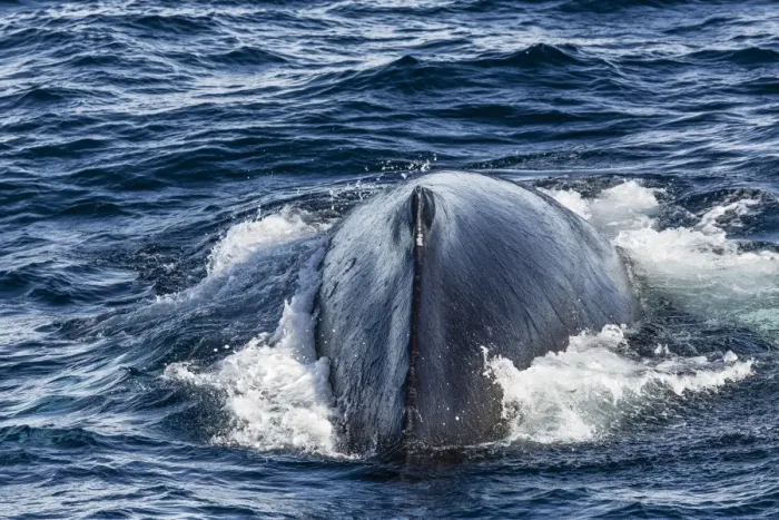 Framed Print : Humpback whale (Megaptera novaeangliae), Vikingbukta, Northeast Greenland, Polar Regions Framed Print : Humpback whale (Megaptera novaeangliae), Vikingbukta, Northeast Greenland, Polar Regions