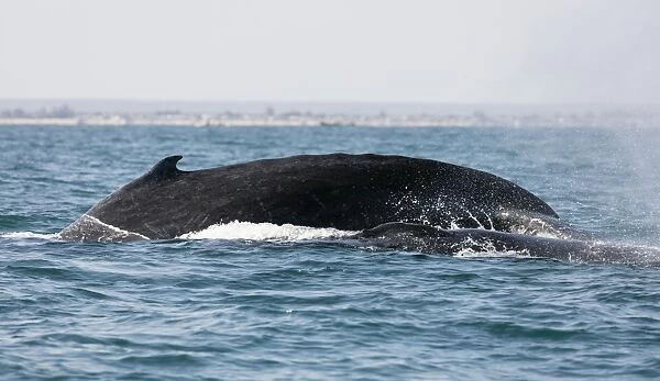 Humpback whale (Megaptera novaeangliae), Anakao, southern area, Madagascar, Africa