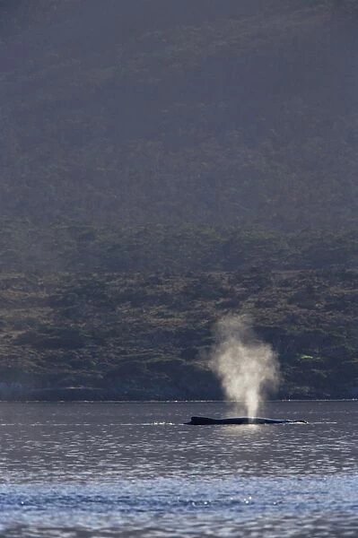 Humpback whale (Megaptera novaeangliae) blowing, Francisco Coloane Marine Park