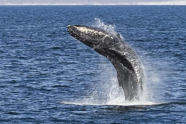 Humpback whale (Megaptera novaeangliae) breach, Gulf of California (Sea of Cortez), Baja California Sur, Mexico, North America