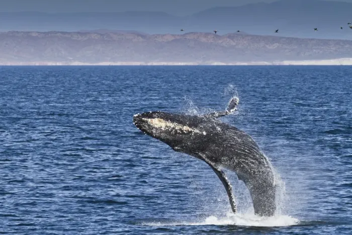 Framed Print : Humpback whale (Megaptera novaeangliae) breach, Gulf of California (Sea of Cortez), Baja California Sur, Mexico, North America Framed Print : Humpback whale (Megaptera novaeangliae) breach, Gulf of California (Sea of Cortez), Baja California Sur, Mexico, North America