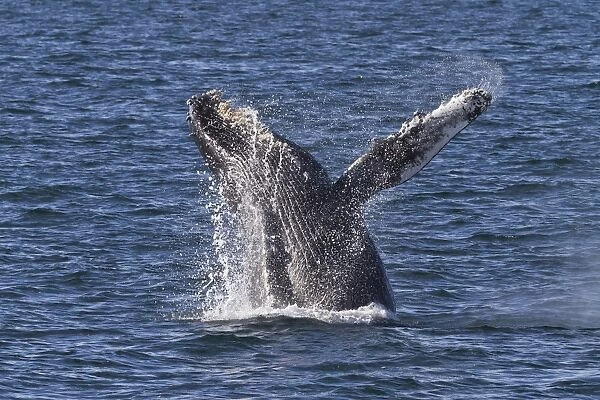 Humpback whale (Megaptera novaeangliae) breach, Gulf of California (Sea of Cortez), Baja California Sur, Mexico, North America