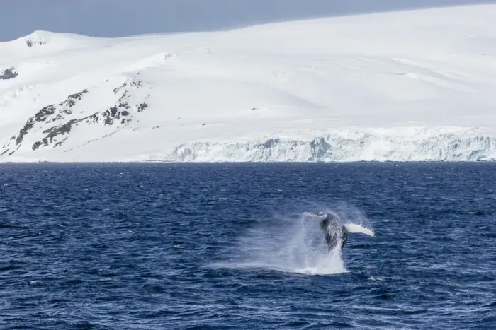 Framed Print : Humpback whale (Megaptera novaeangliae) breaching, Gerlache Strait, Antarctica, Polar Regions Framed Print : Humpback whale (Megaptera novaeangliae) breaching, Gerlache Strait, Antarctica, Polar Regions