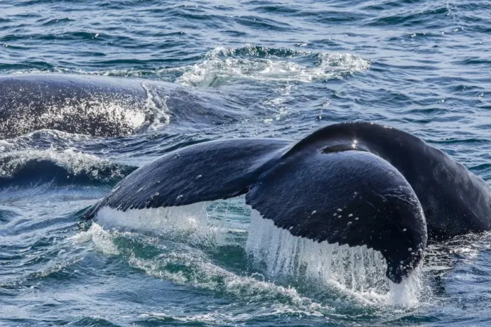 Framed Print : Humpback whale (Megaptera novaeangliae) flukes-up dive in Dallmann Bay, Antarctica, Polar Regions Framed Print : Humpback whale (Megaptera novaeangliae) flukes-up dive in Dallmann Bay, Antarctica, Polar Regions