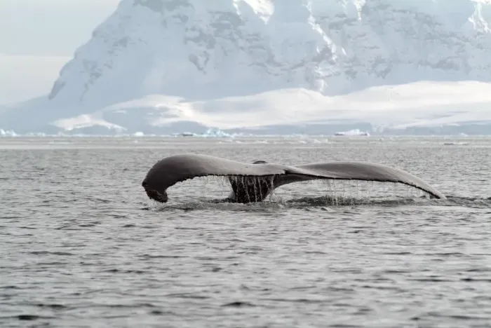 Framed Print : Humpback whale rising out of the sea, Antarctica, Polar Regions