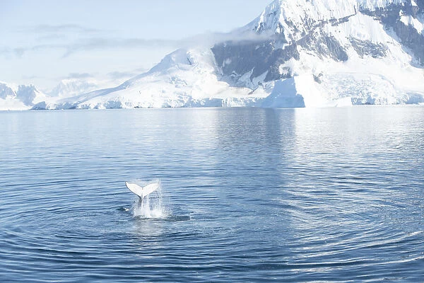 Humpback whale slapping tail with Antarctic background, Antarctica, Polar Regions