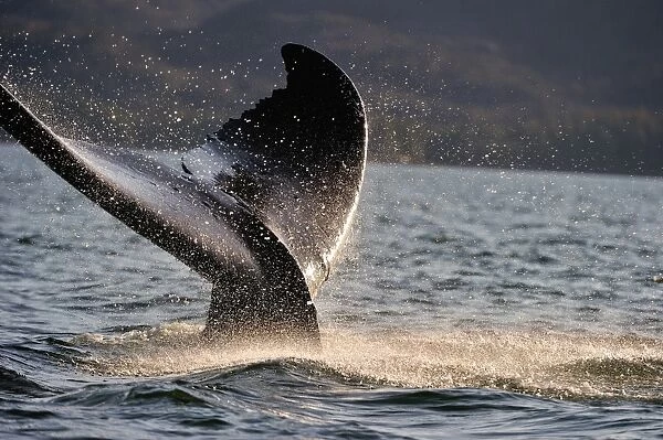 Humpback whale tail, British Columbia, Canada, North America