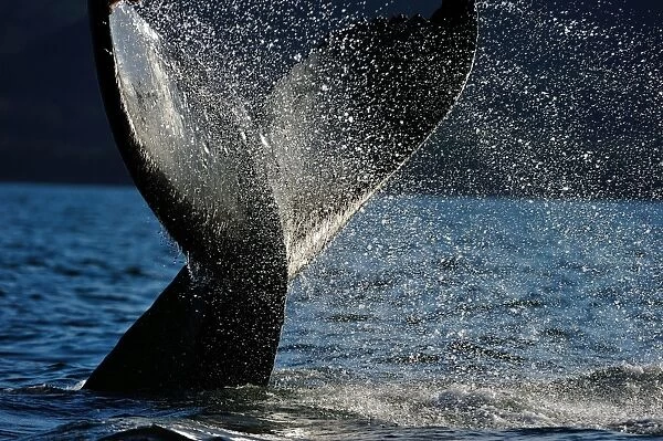 Humpback whale tail, Great Bear Rainforest, British Columbia, Canada, North America