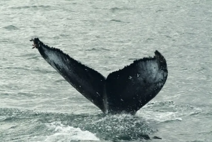 Framed Print : Humpback whales