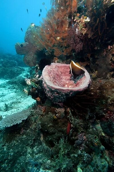 Humphead bannerfish (Heniochus varius) in a giant vase sponge, Komodo, Indonesia, Southeast Asia, Asia