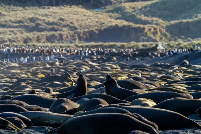Framed Print : Hundreds of southern elephant seals (Mirounga leonina) hauled out onto the breeding beach at Gold Harbour, South Georgia, Polar Regions Framed Print : Hundreds of southern elephant seals (Mirounga leonina) hauled out onto the breeding beach at Gold Harbour, South Georgia, Polar Regions