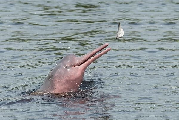 Hunting Amazon River dolphin (pink Amazon dolphin) (Inia geoffrensis), Rio Negro