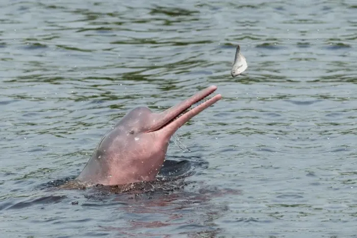 Framed Print : Hunting Amazon River dolphin (pink Amazon dolphin) (Inia geoffrensis), Rio Negro Framed Print : Hunting Amazon River dolphin (pink Amazon dolphin) (Inia geoffrensis), Rio Negro