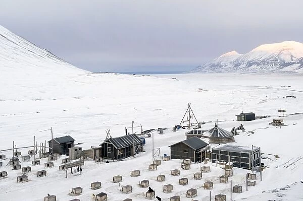 Husky dog sled operation where each dog has its own kennel raised off ground and seal carcasses are hung nearby to feed the animals, Svalbard, Arctic, Norway, Scandinavia, Europe