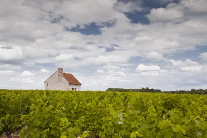 Framed Print : A hut in the middle of vineyards near Chemery, Loir-et-Cher, Loire Valley, Centre, France, Europe Framed Print : A hut in the middle of vineyards near Chemery, Loir-et-Cher, Loire Valley, Centre, France, Europe