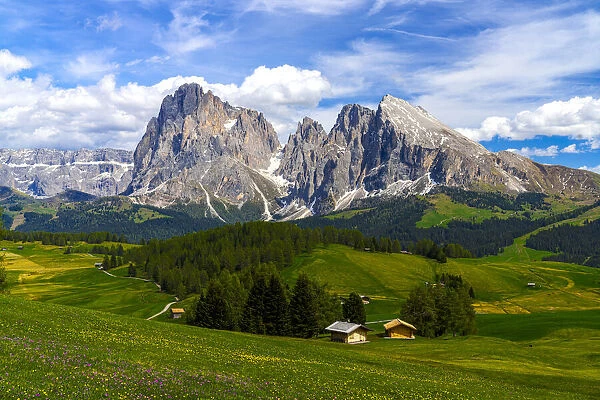 Huts in the flowering spring meadows of Seiser Alm with Sassolungo and Sassopiatto in background, Dolomites, South Tyrol, Italy, Europe
