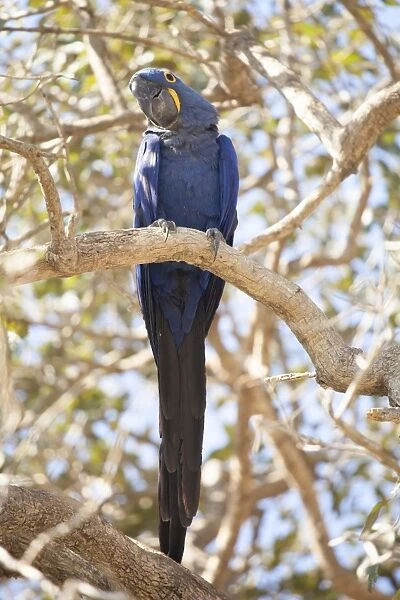 Hyacinth macaw (Anodorhynchus hyacinthinus) (hyacinthine macaw), Brazil, South America