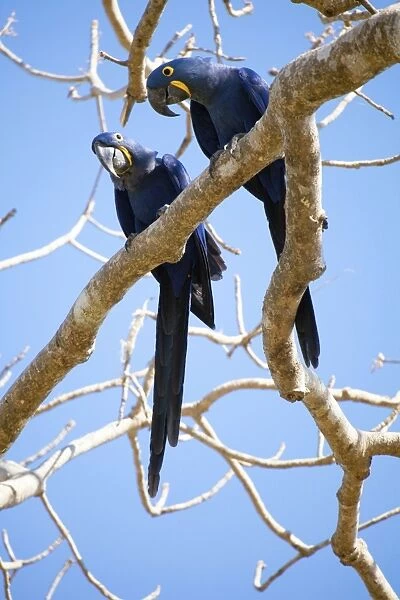 Hyacinth macaws (Anodorhynchus hyacinthinus), Mato Grosso do Sul, Brazil, South America