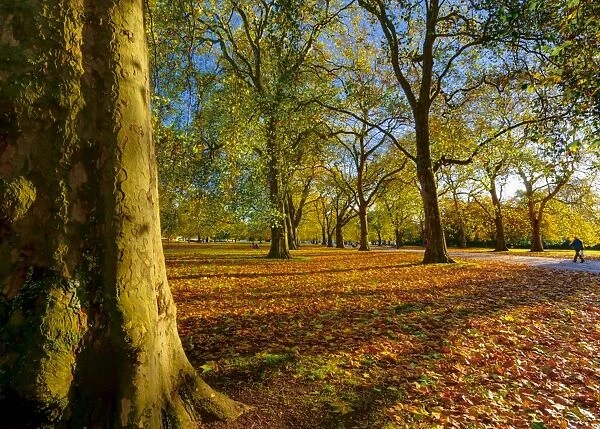 Hyde Park in autumn, London, England, United Kingdom, Europe