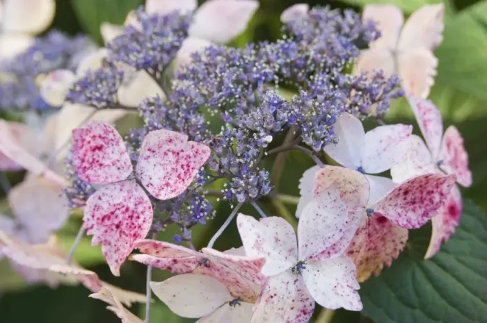 Framed Print : Hydrangea flower, Brittany, France Framed Print : Hydrangea flower, Brittany, France
