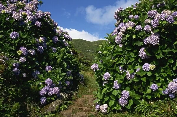 Hydrangeas, a feature of the landscape of the island, Sao Jorge, Azores, Portugal, Europe