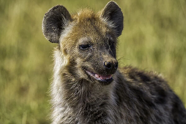 Hyena (Hyaenidae), in Amboseli National Park, Kenya, East Africa, Africa