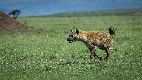 Hyena (Hyaenidae), Maasai Mara, Mara North, Kenya, East Africa, Africa