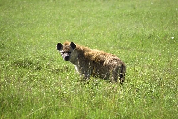 Hyena, Masai Mara National Reserve