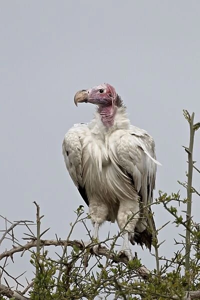 Hypomelanistic lappet-faced vulture (Torgos tracheliotus), Serengeti National Park
