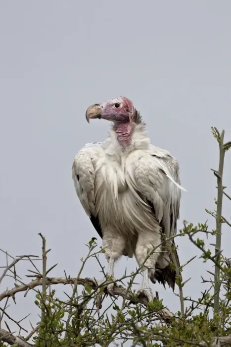 Framed Print : Hypomelanistic lappet-faced vulture (Torgos tracheliotus), Serengeti National Park Framed Print : Hypomelanistic lappet-faced vulture (Torgos tracheliotus), Serengeti National Park