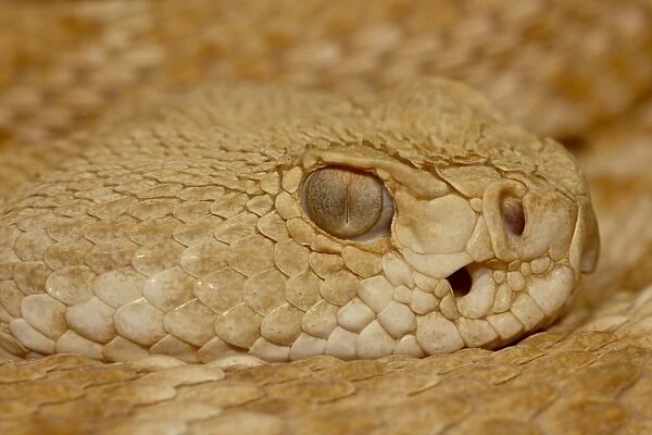 Hypomelanistic Western Diamond-Back Rattlesnake (Western Diamondback Rattlesnake)