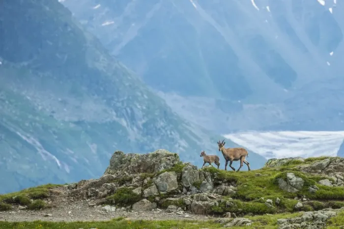 Framed Print : Two Ibexes on a rock in front of Mont Blanc, Chamonix, Haute Savoie, France, Europe Framed Print : Two Ibexes on a rock in front of Mont Blanc, Chamonix, Haute Savoie, France, Europe