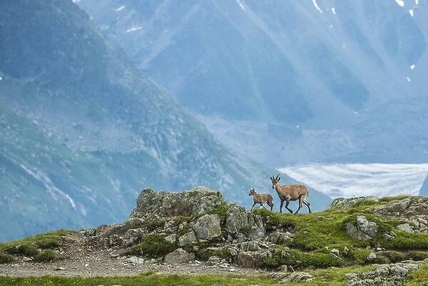 Two Ibexes on a rock in front of Mont Blanc, Chamonix, Haute Savoie, France, Europe