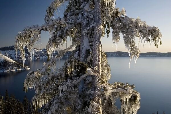 Ice covered tree, Creater Lake National Park, Oregon, United States of America