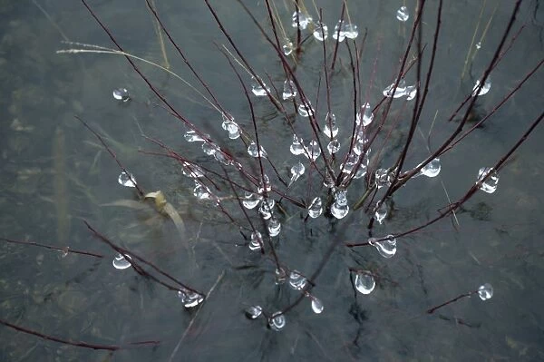 Ice droplets on branches of a bush in a severe winter at Trenchford Reserve